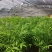 夏威夷竹子室内盆栽客厅办公室吸甲醛绿植散尾葵大型植物凤尾