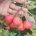 沂蒙山精品棉球新山楂