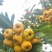 沂蒙山精品黄山楂