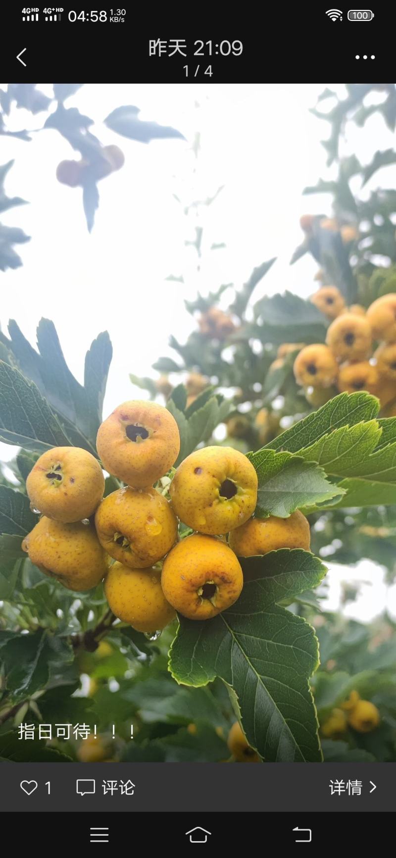 沂蒙山精品黄山楂