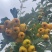 沂蒙山精品黄山楂