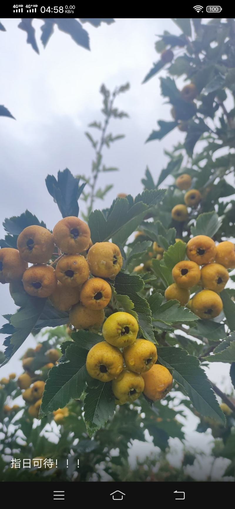 沂蒙山精品黄山楂