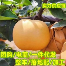 山东莱阳秋月梨脆甜抖音快团团购电商微商直播整车一件代发