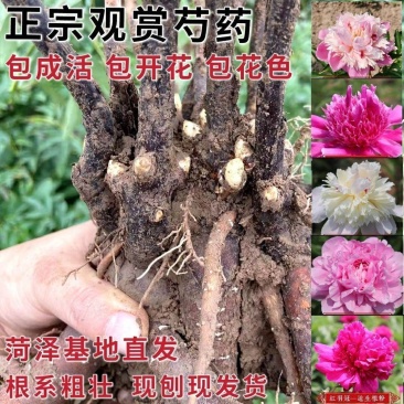 观赏多花芍药千层大花，鲜切花芍药种苗，货源充足来电优惠。