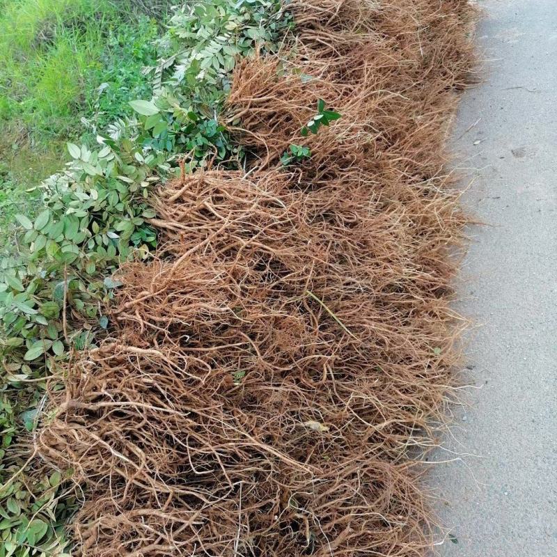 【热销】云南文山山豆根《苦参》自家苗圃静心培育坏苗补发