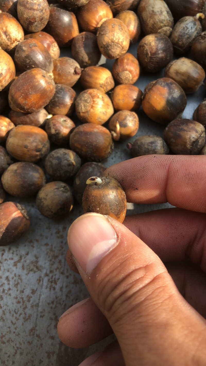 橡子，蒙古栎籽，辽东栎籽，柞树籽，育苗放蚕，工程绿化