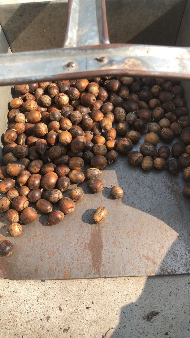 橡子，蒙古栎籽，辽东栎籽，柞树籽，育苗放蚕，工程绿化