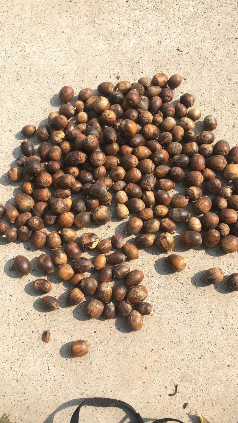 橡子，蒙古栎籽，辽东栎籽，柞树籽，育苗放蚕，工程绿化