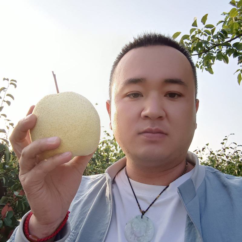 酥梨，口感酥脆甜，来自大荔九朵的礼物～九泉湾®精品