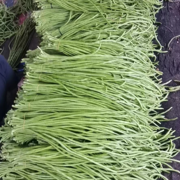 开封长豆角