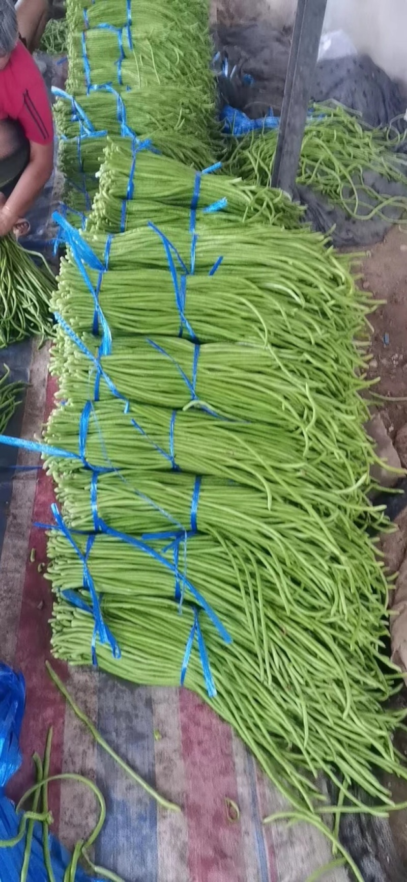 开封长豆角