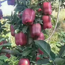 天水高山花牛苹果，鲜果脆甜口感好