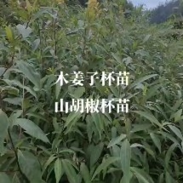 #木姜子杯苗#山胡椒杯苗#数量仅有五千株左右，质量很好！
