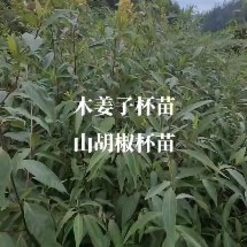 #木姜子杯苗#山胡椒杯苗#数量仅有五千株左右，质量很好！