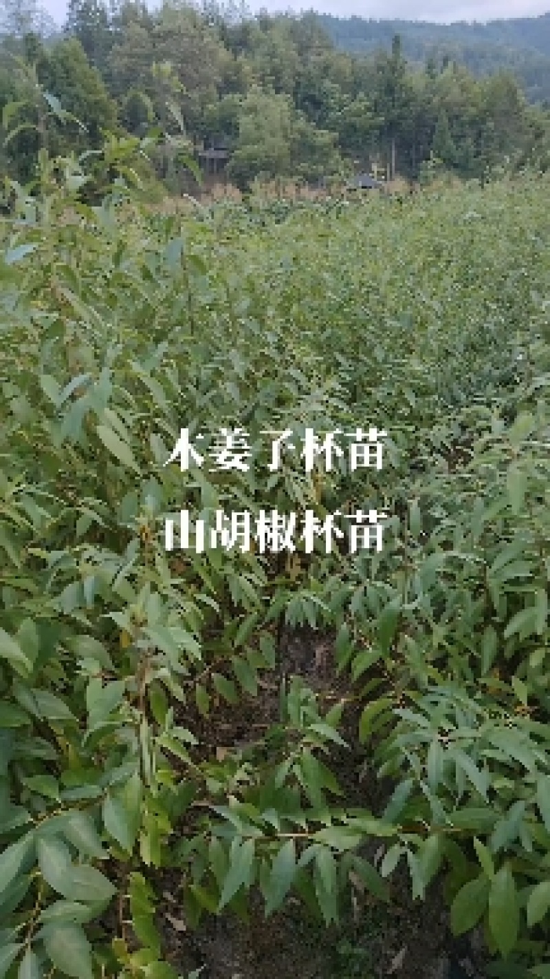 #木姜子杯苗#山胡椒杯苗#数量仅有五千株左右，质量很好！
