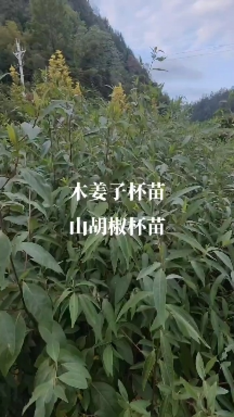 #木姜子杯苗#山胡椒杯苗#数量仅有五千株左右，质量很好！