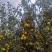 云南石屏高山露天雪花梨新鲜看得见基地直摘