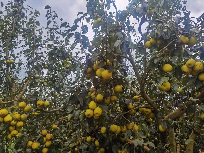云南石屏高山露天雪花梨新鲜看得见基地直摘