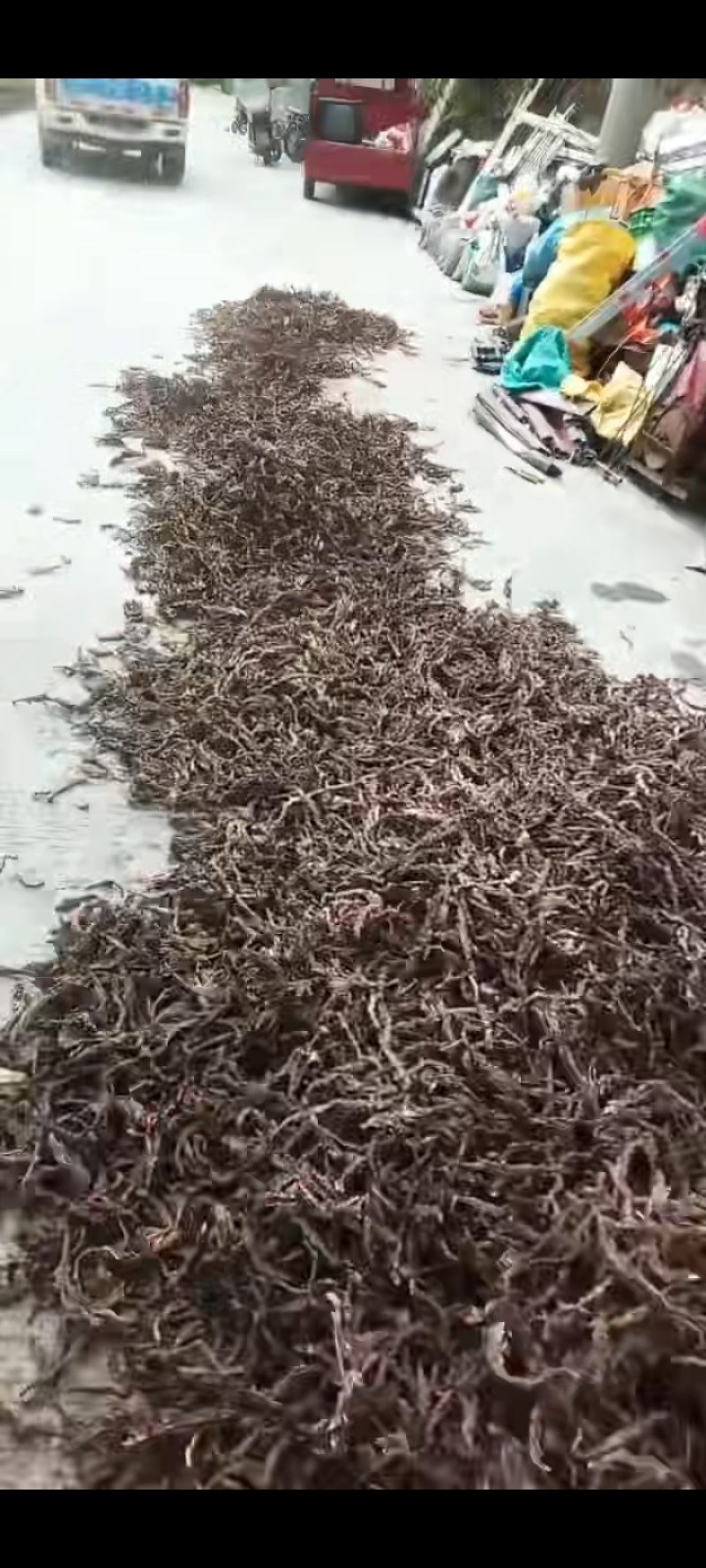 茴香菖蒲根