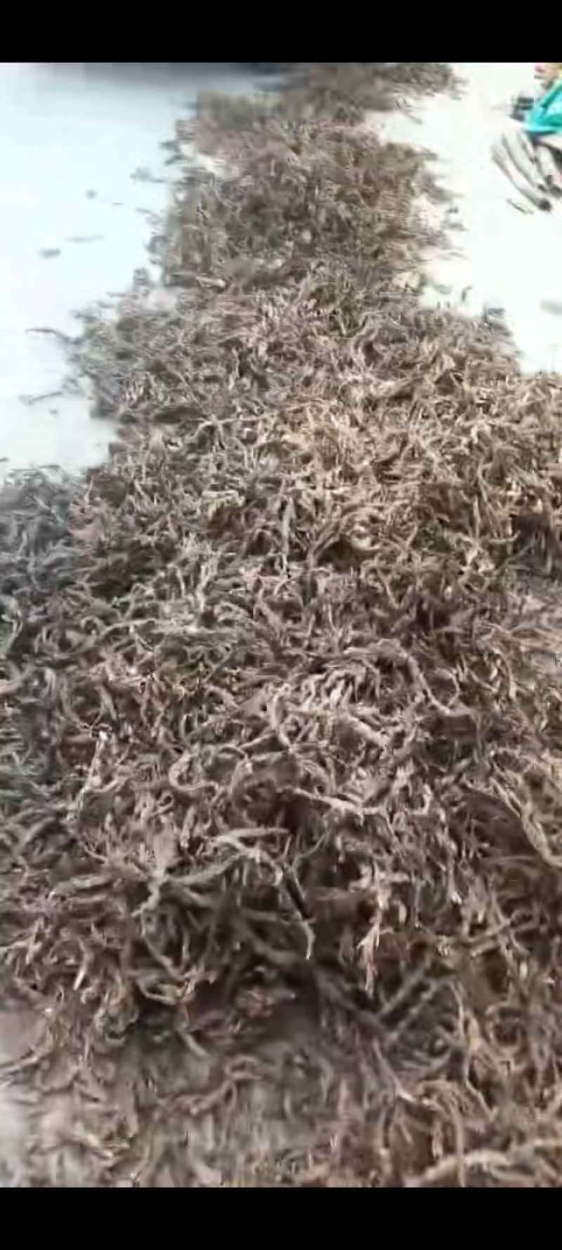 茴香菖蒲根