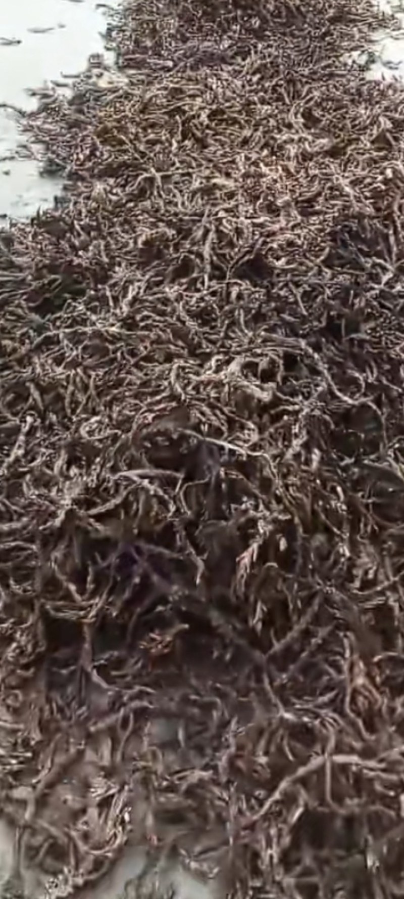 茴香菖蒲根