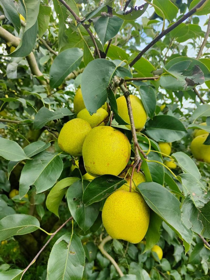 云南石屏高山露天雪花梨新鲜看得见基地直摘