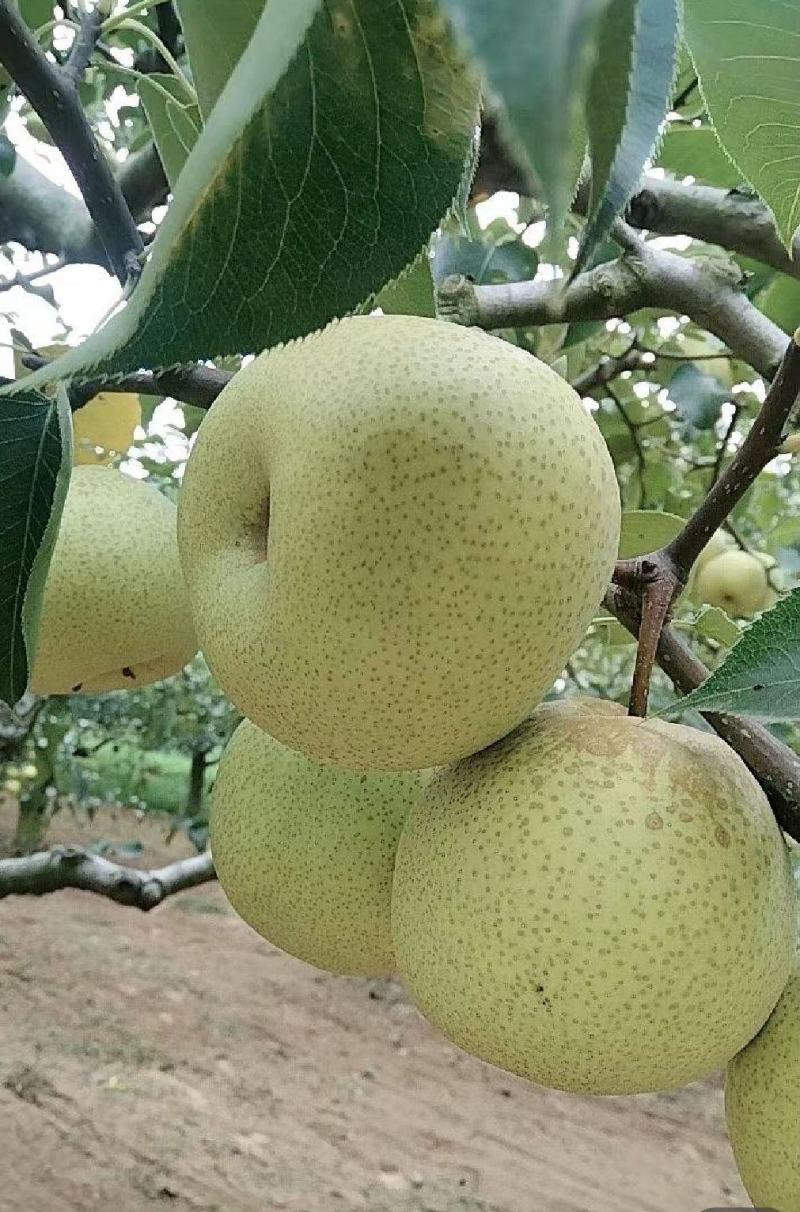 《酥梨》宁陵谢花金鼎酥梨大量上市，汁多无渣，产地一手货源