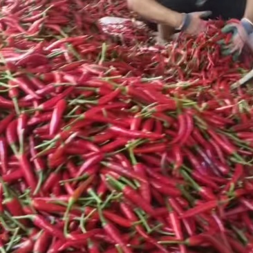 朝天椒