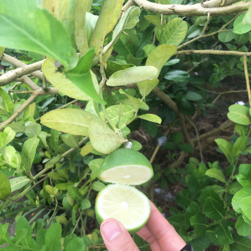 柠檬苗
