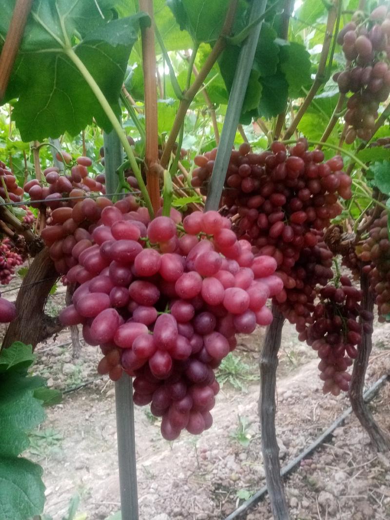 四川大凉山万亩葡萄园克伦生葡萄无籽红提应季鲜果