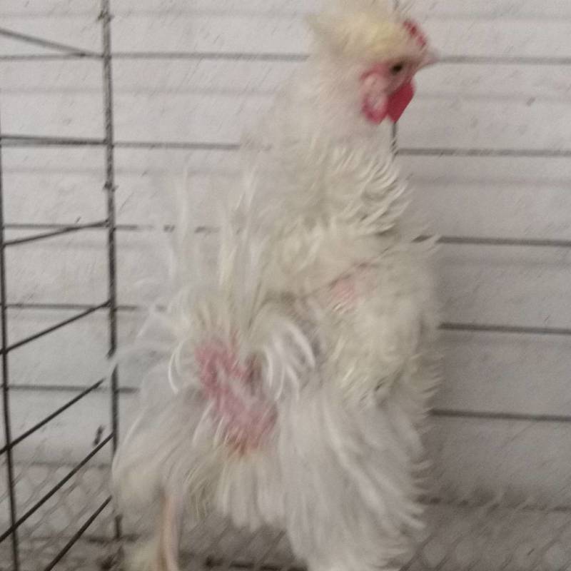 白色翻毛鸡黑色翻毛鸡翻毛鸡