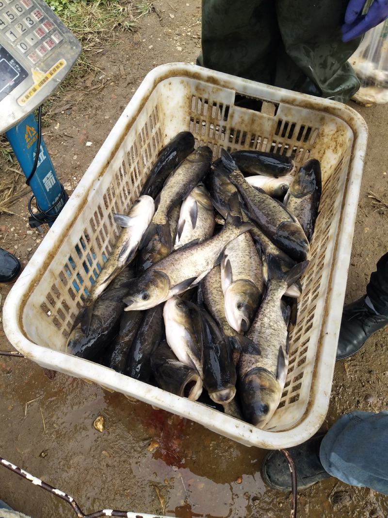 湖南湘潭区鳙鱼1～5、0.5～1斤，常年有货，可送货上门