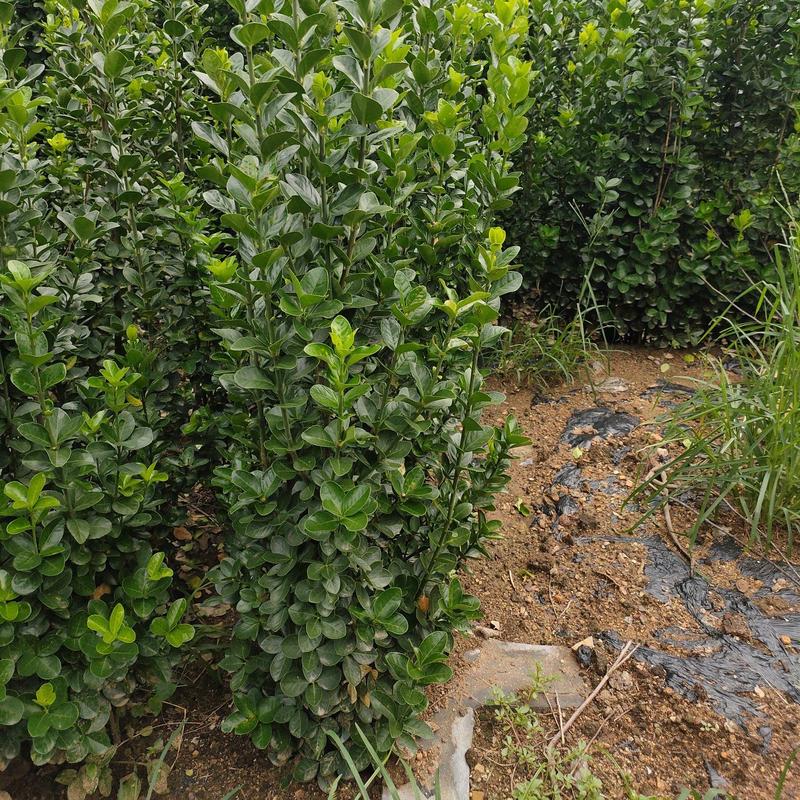 北海道黄杨，黄杨基地，规格1米，1.5米，1.8米，2米