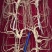 批发林下山参籽货生晒干货（保年限，高质量，假一赔万）