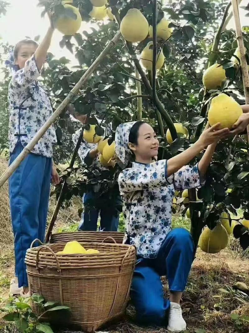 正宗容县本地蜜柚