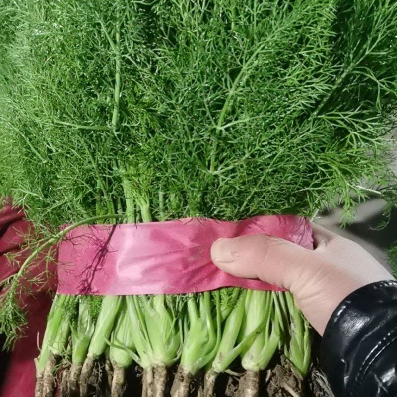 河北精品茴香苗大量有货可提供包装价格便宜可视频看货