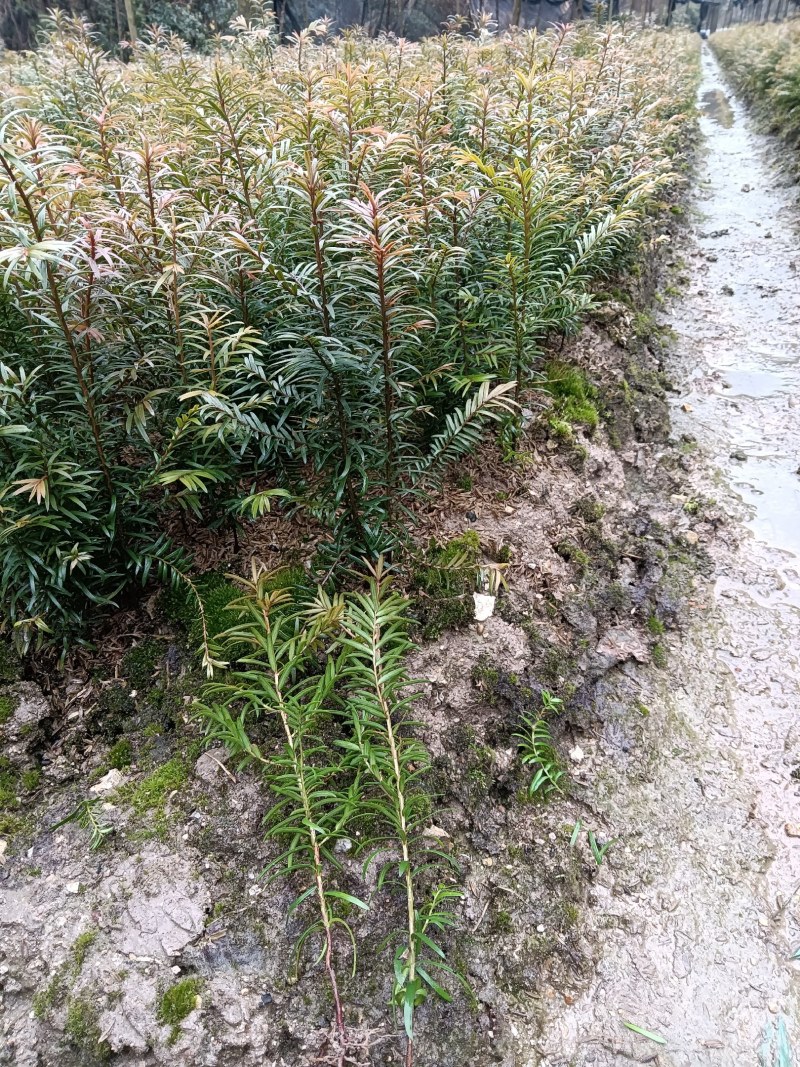 红豆杉小苗南方红豆杉占地苗红豆杉工程苗1/30公分