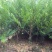 红豆杉小苗南方红豆杉占地苗红豆杉工程苗1/30公分