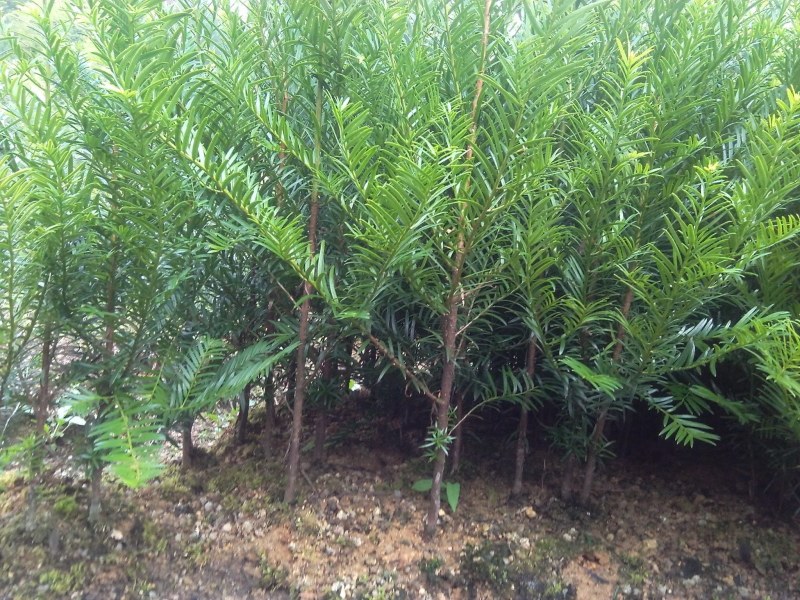 红豆杉小苗南方红豆杉占地苗红豆杉工程苗1/30公分