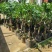 桂花苗嫁接桂花盆栽地栽庭院树苗金桂四季桂花树苗浓香花卉