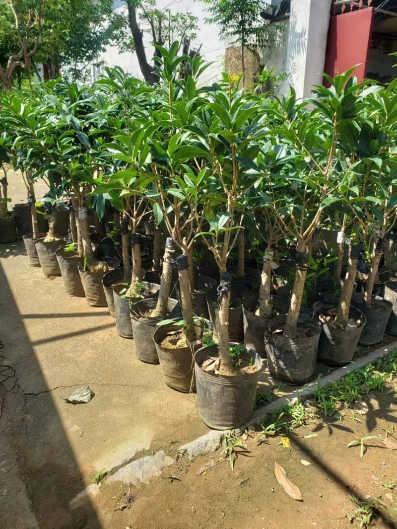 桂花苗嫁接桂花盆栽地栽庭院树苗金桂四季桂花树苗浓香花卉