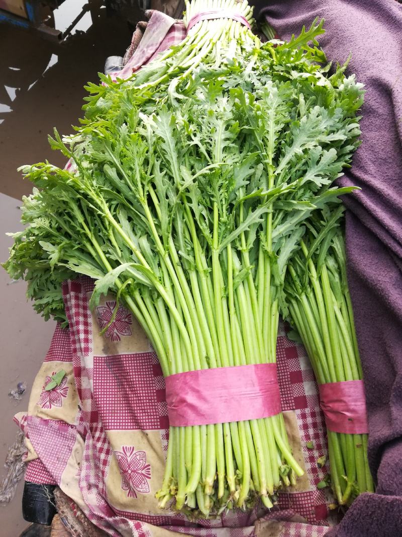 精品茼蒿小把中把质量优质，大量有货现摘现发