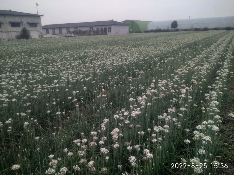 (上品）久星22号韭薹，韭苔种子薹期长，高产优质，春季早发