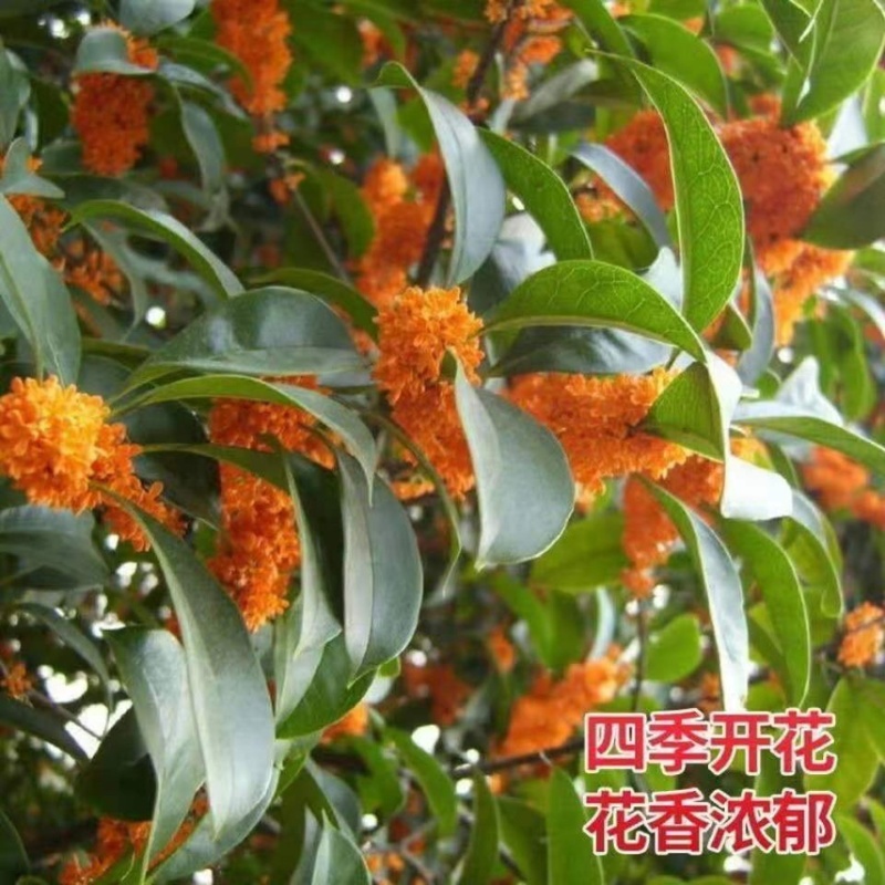 桂花苗嫁接桂花盆栽地栽庭院树苗金桂四季桂花树苗浓香花卉