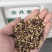 进口苏丹草种子牧草种子草鱼草无毛牛羊猪鸡鸭鹅兔四季高产草