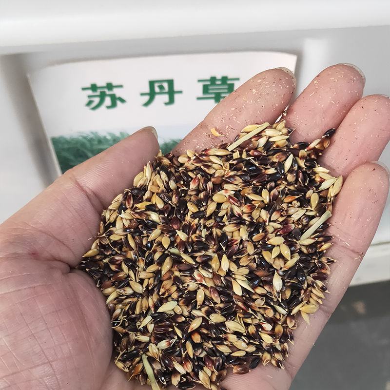 进口苏丹草种子牧草种子草鱼草无毛牛羊猪鸡鸭鹅兔四季高产草