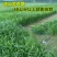 进口苏丹草种子牧草种子草鱼草无毛牛羊猪鸡鸭鹅兔四季高产草