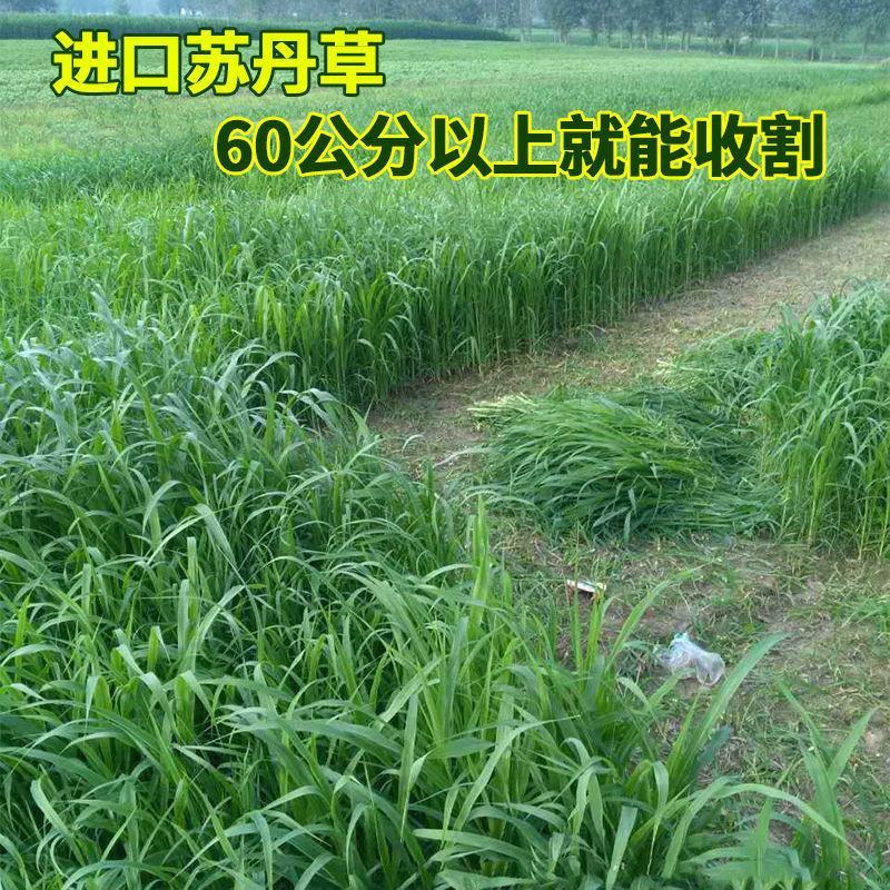 进口苏丹草种子牧草种子草鱼草无毛牛羊猪鸡鸭鹅兔四季高产草