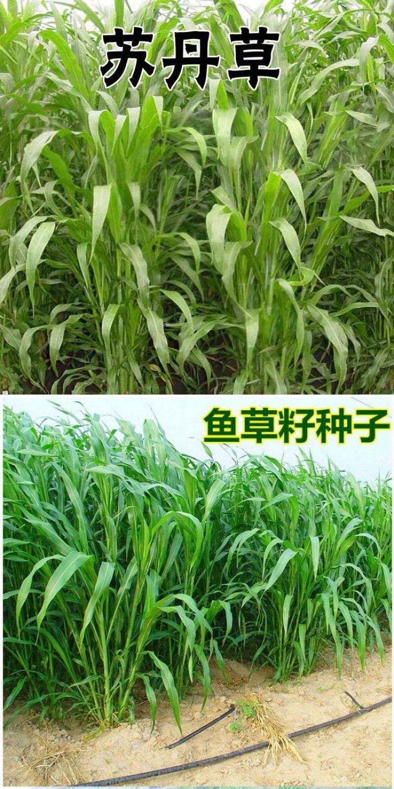 进口苏丹草种子牧草种子草鱼草无毛牛羊猪鸡鸭鹅兔四季高产草