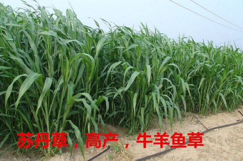 进口苏丹草种子牧草种子草鱼草无毛牛羊猪鸡鸭鹅兔四季高产草